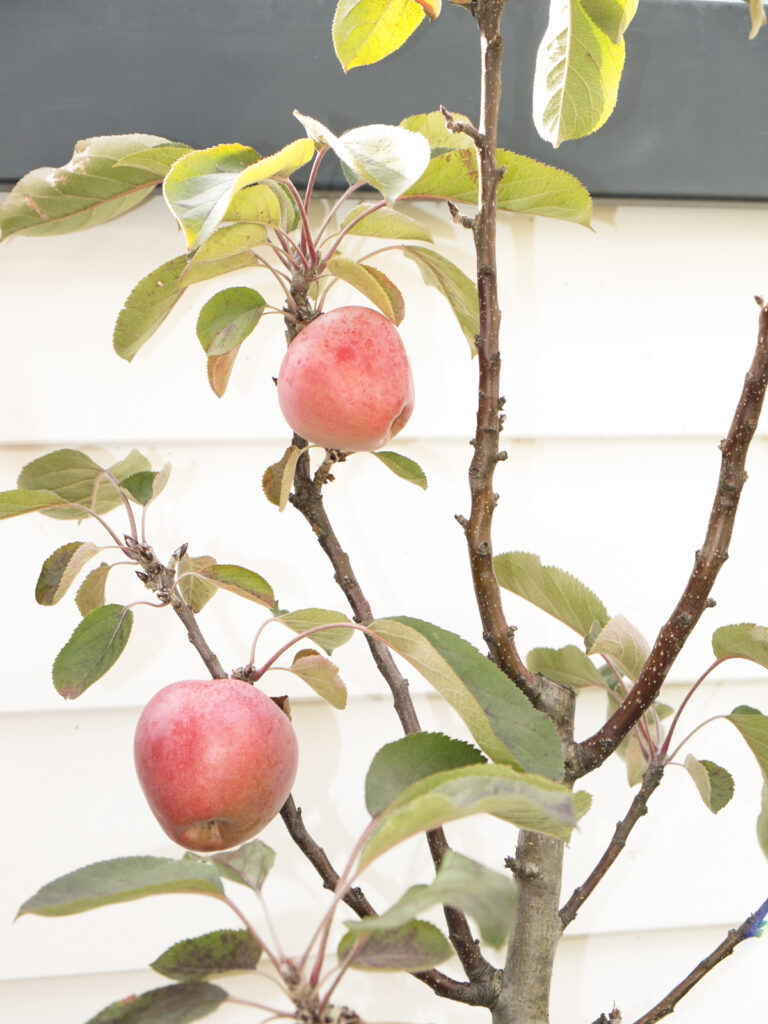 Zwei Äpfel am Säulenapfelbaum