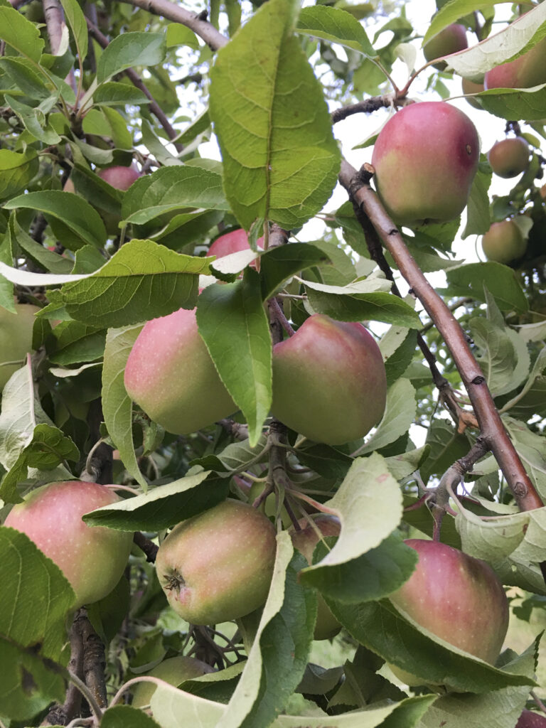Apfelbaum mit vielen Früchten