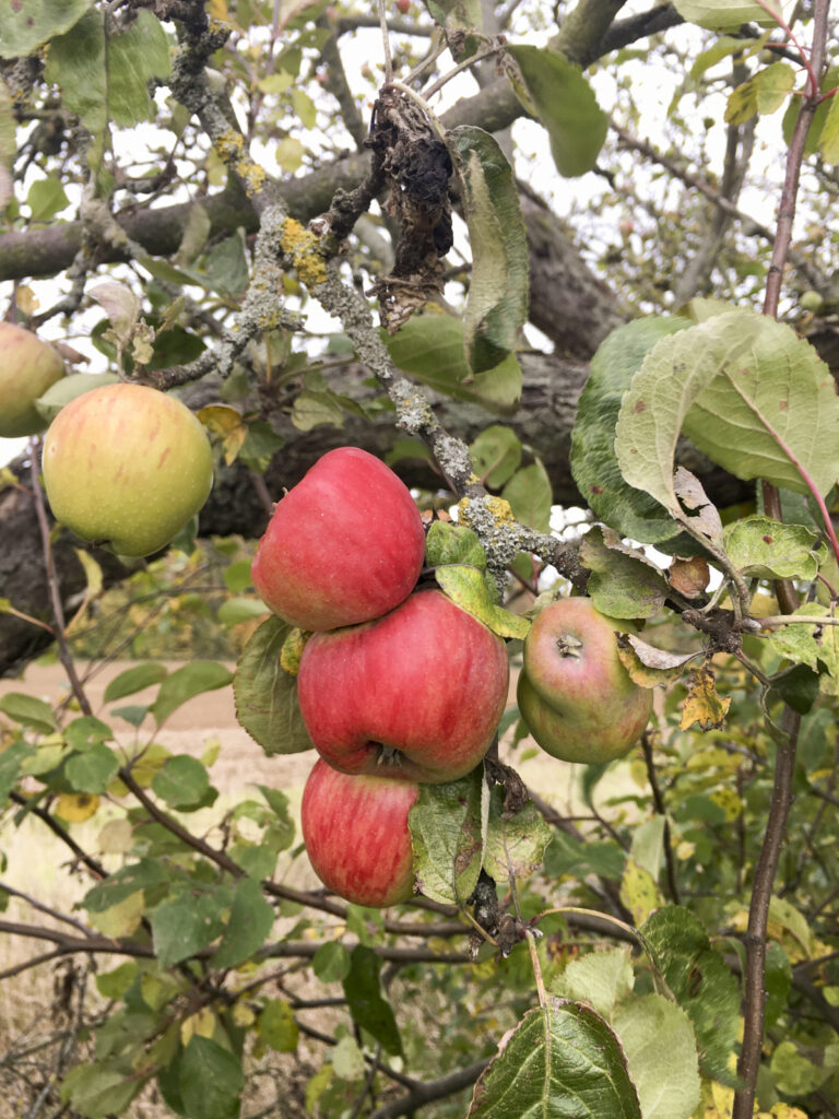 Apfelbaum mit roten Äpfeln auf einer Streuobstwiese