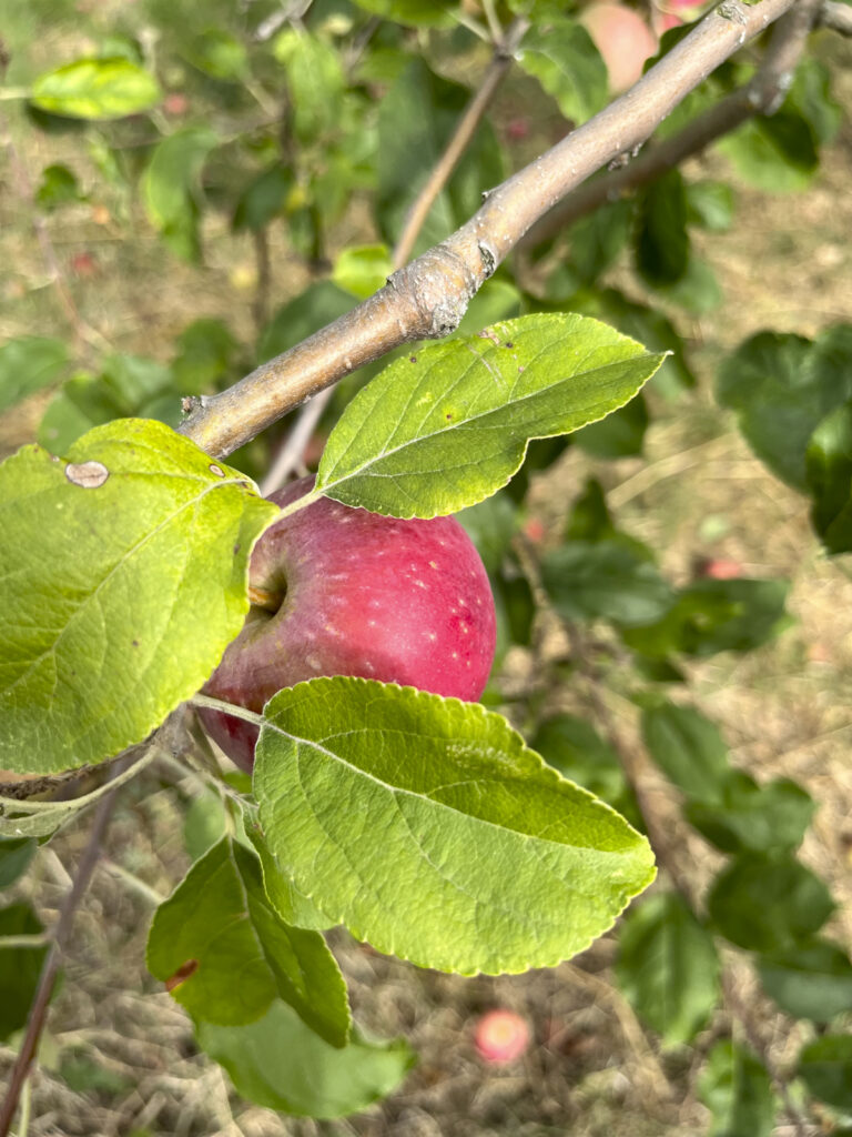 Apfel am Baum von der Sonne beschienen